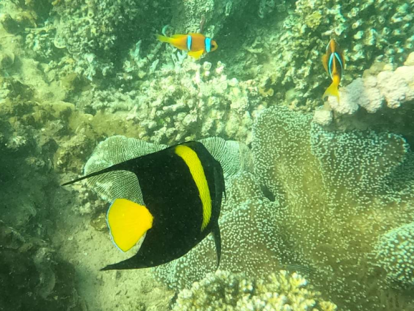 Poisson Ange et poisson clown