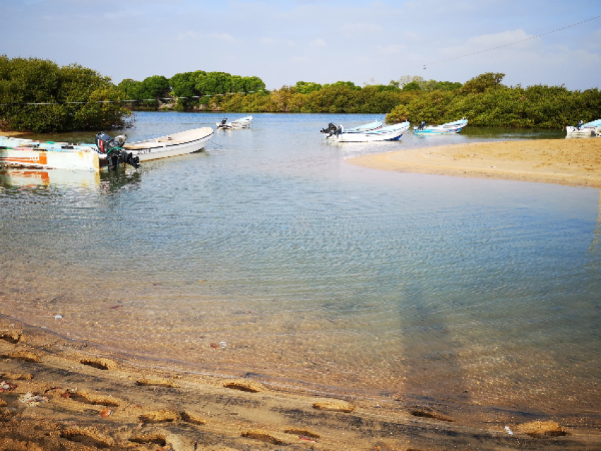 Mangrove la GODORIA