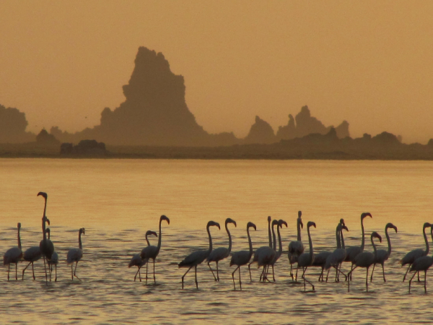 Flamants au lac Abbé