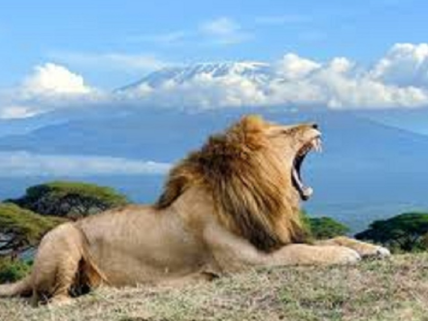LION À AMBOSELI