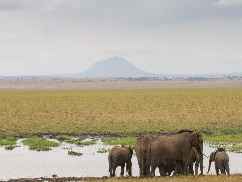Parc National du Tarangire