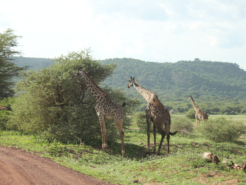 Lac Manyara
