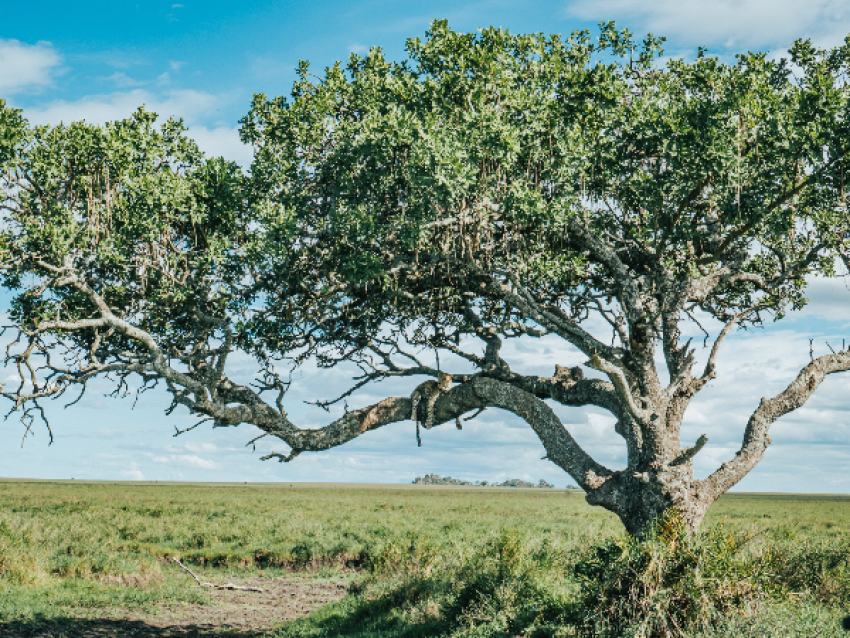 Parc National du Serengeti