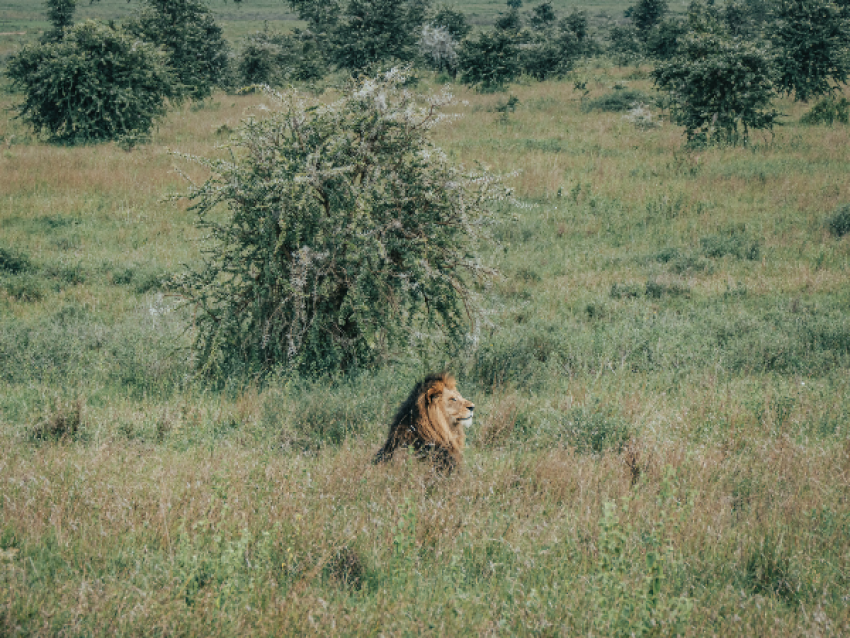 Parc national du Serengeti