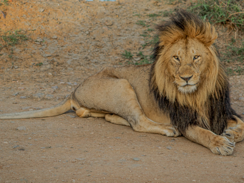 Lion