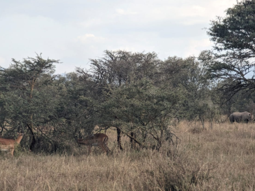 Tsavo