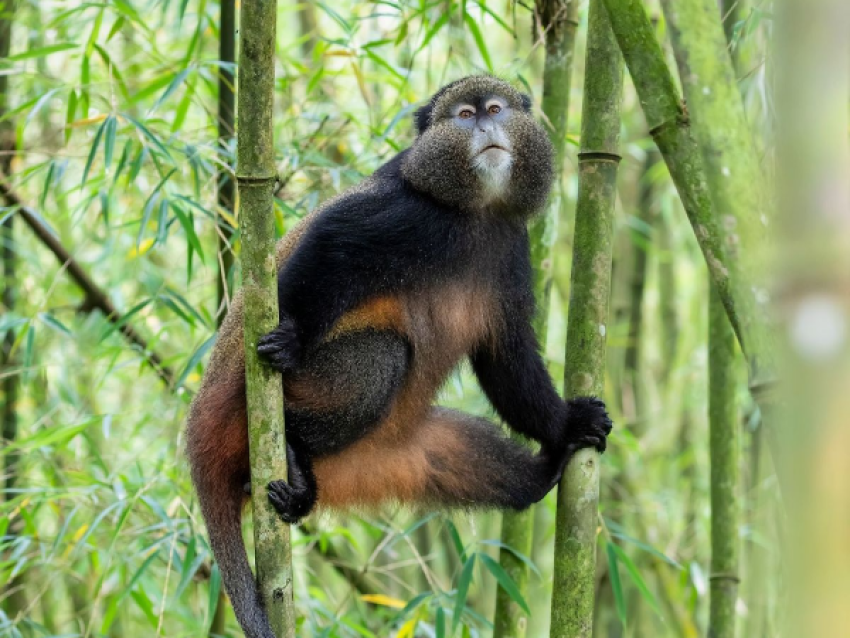 Singes Doré