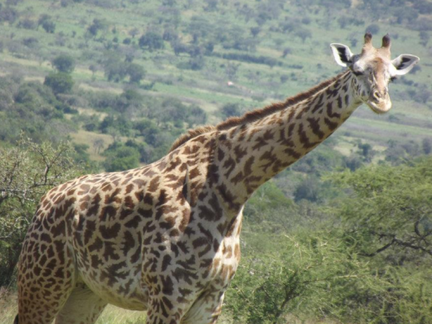 Girafe
