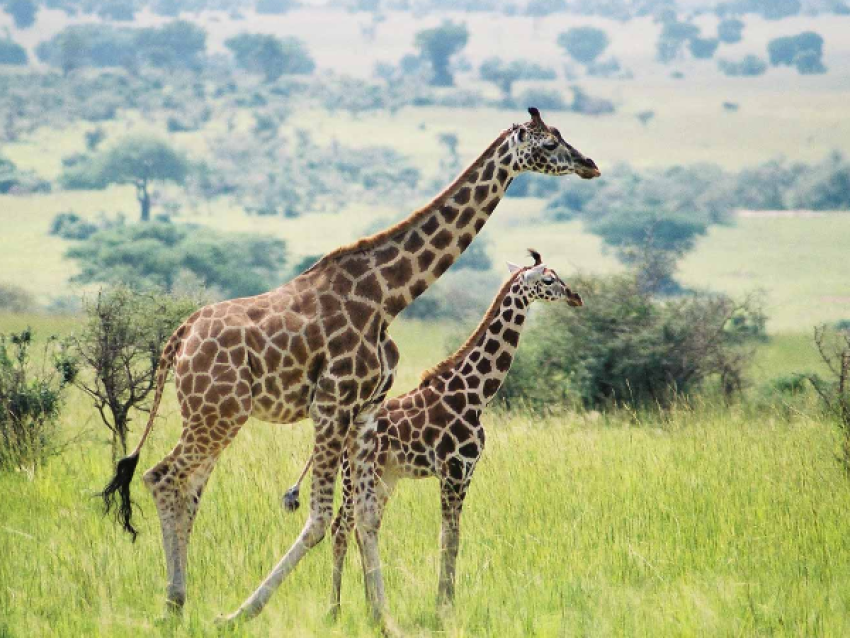 Safari dans le parc national de Murchison Falls