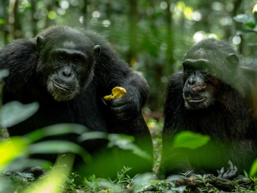 Observation des chimpanzés dans la forêt de Kibale