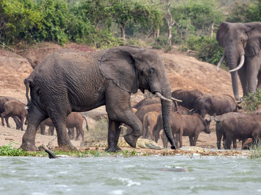 Observation de la faune lors d'un safari en bateau sur le canal de Kazinga dans le parc national Queen Elizabeth
