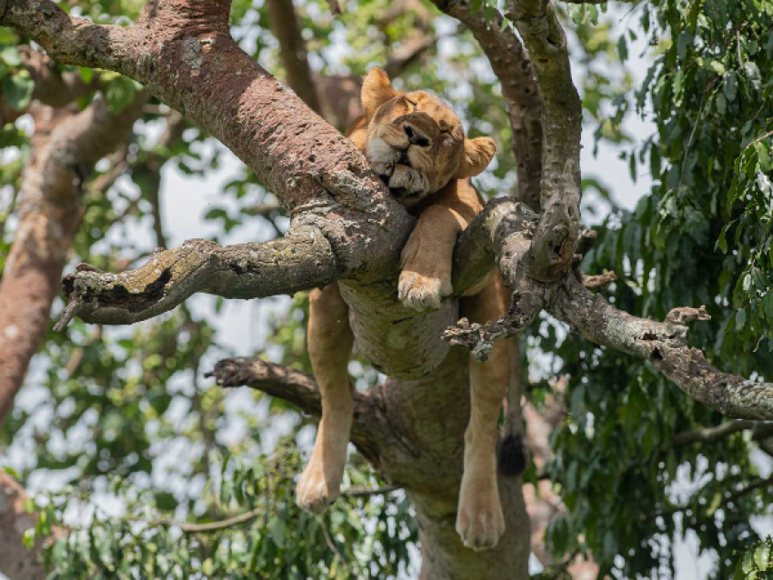 Observer les lions des arbres dans le parc national d'Ishasha of Queen Elizabeth