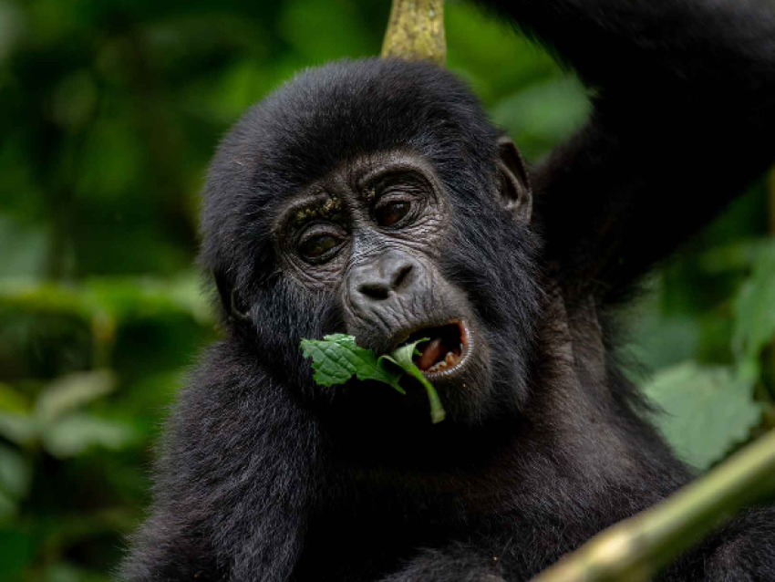 Bébé gorille à Bwindi