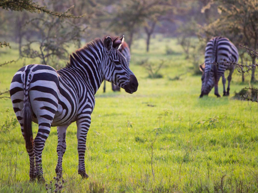 Parc national du lac Mburo - Zèbre