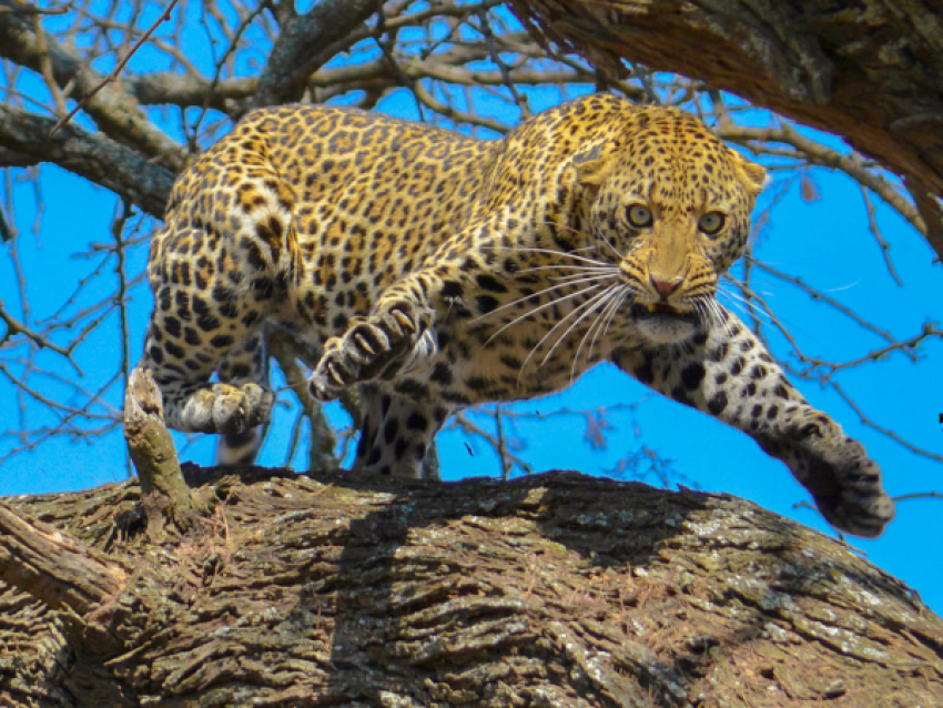 KIRIWE TRAVEL & TREKKING SAFARIS LTD