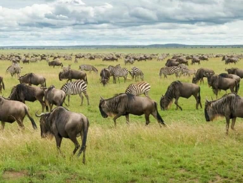 KIRIWE TRAVEL & TREKKING SAFARIS
