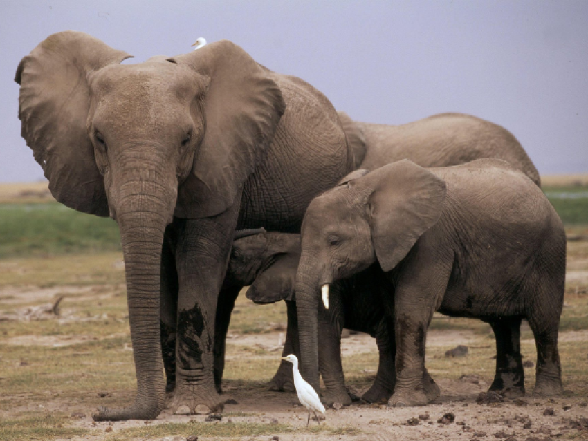 KIRIWE TRAVEL & TREKKING SAFARIS