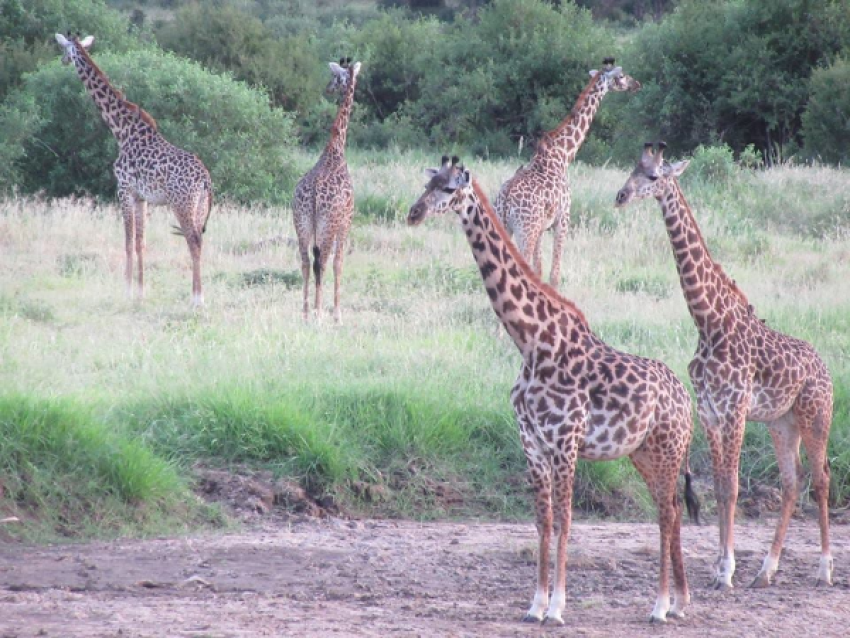 KIRIWE TRAVEL & TREKKING SAFARIS