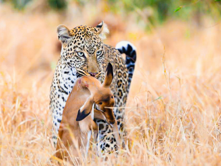 KIRIWE TRAVEL & TREKKING SAFARIS