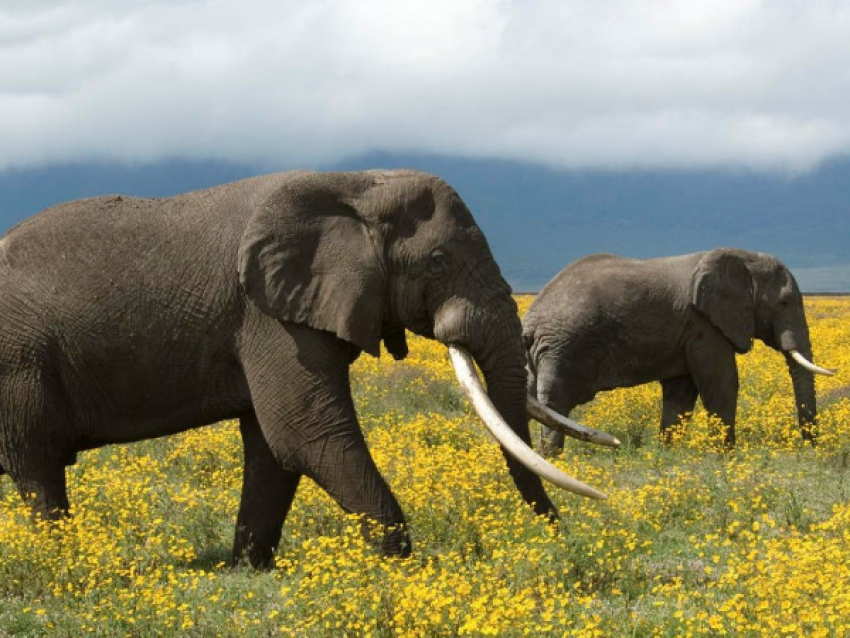 KIRIWE TRAVEL & TREKKING SAFARIS
