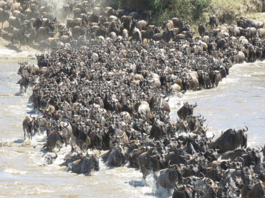 KIRIWE TRAVEL & TREKKING SAFARIS