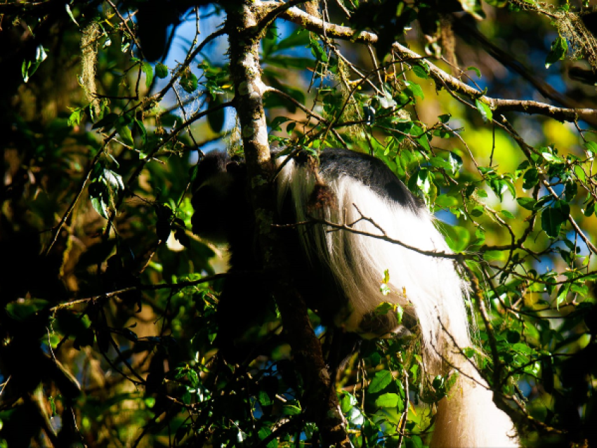 KIRIWE TRAVEL & TREKKING SAFARIS
