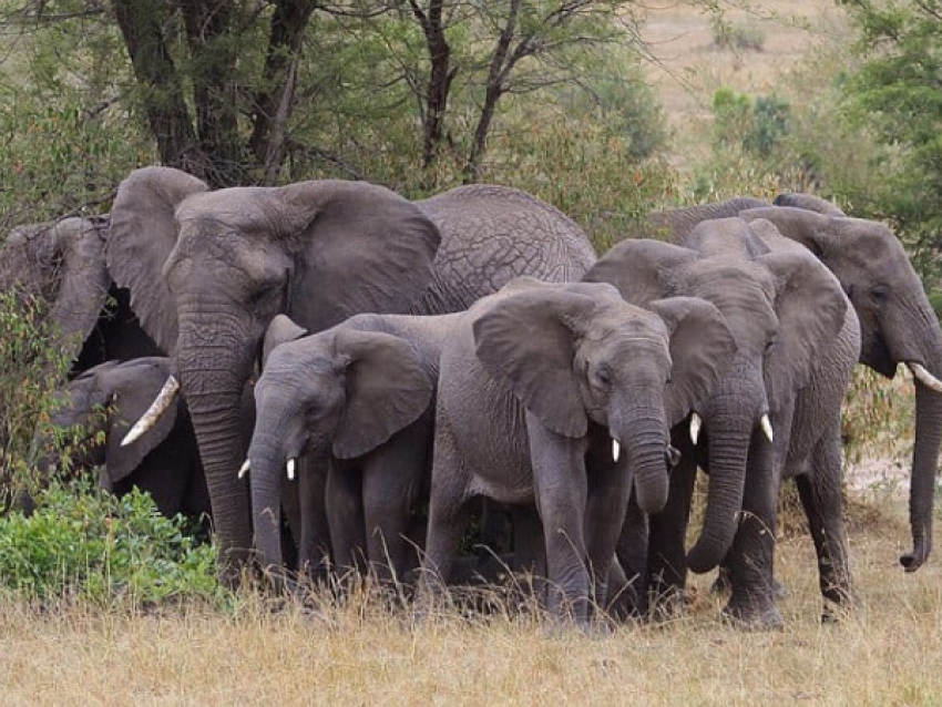 KIRIWE TRAVEL & TREKKING SAFARIS