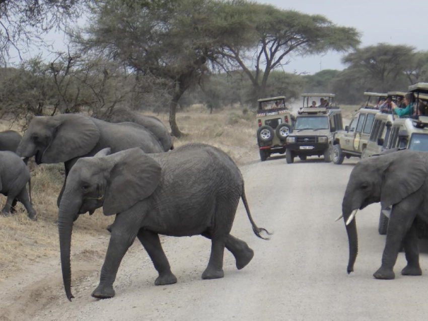 KIRIWE TRAVEL & TREKKING SAFARIS