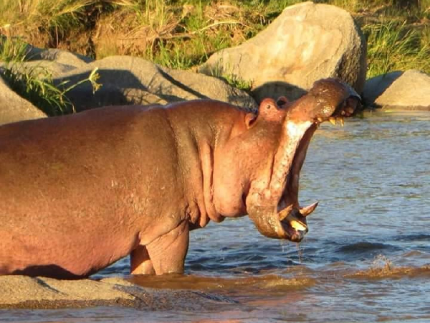 KIRIWE TRAVEL & TREKKING SAFARIS