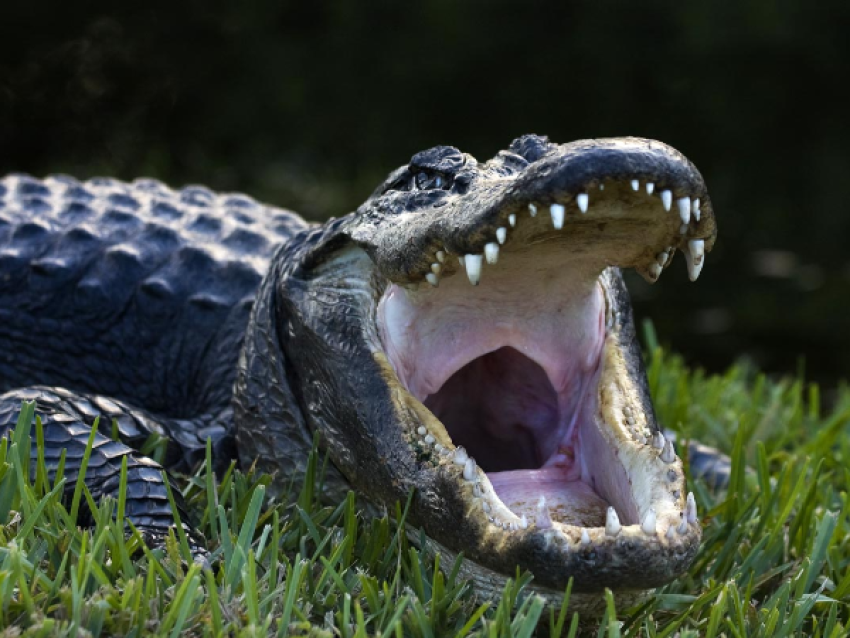 Alligator des Everglades
