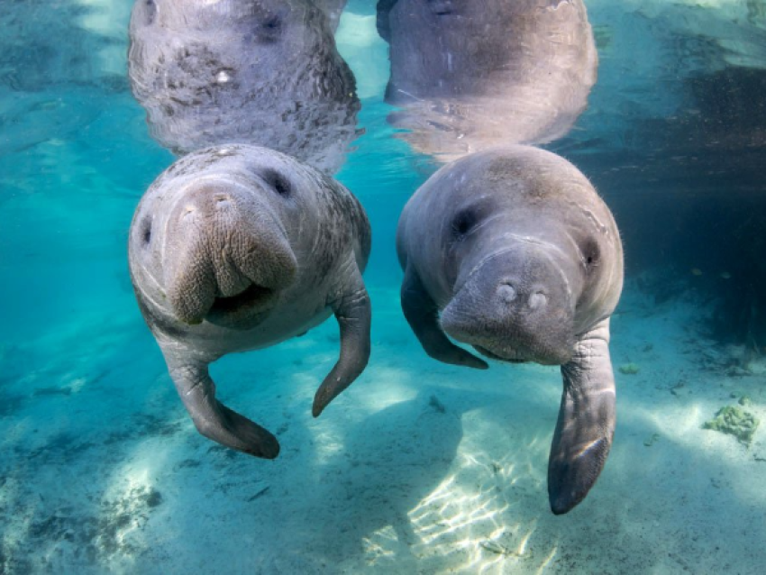 Lamantins