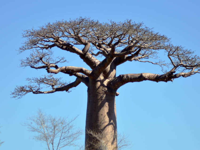 Baobab Morondava