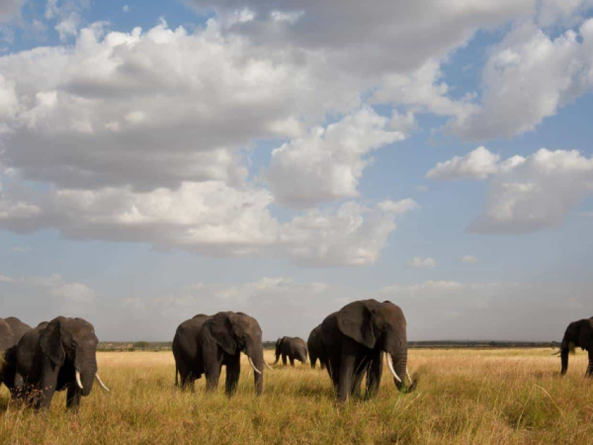 Safari classique dans le Tarangire