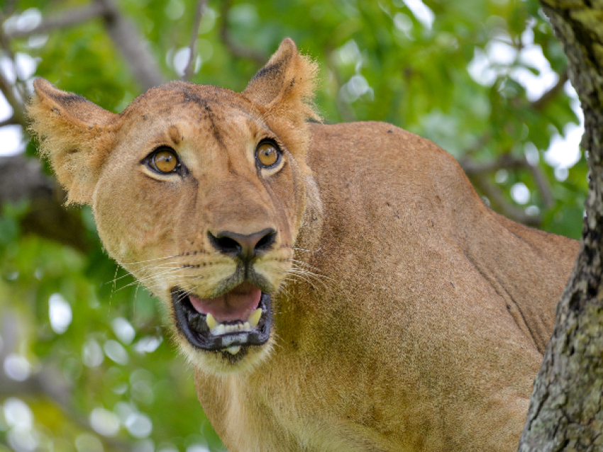 Safari classique en Tanzanie