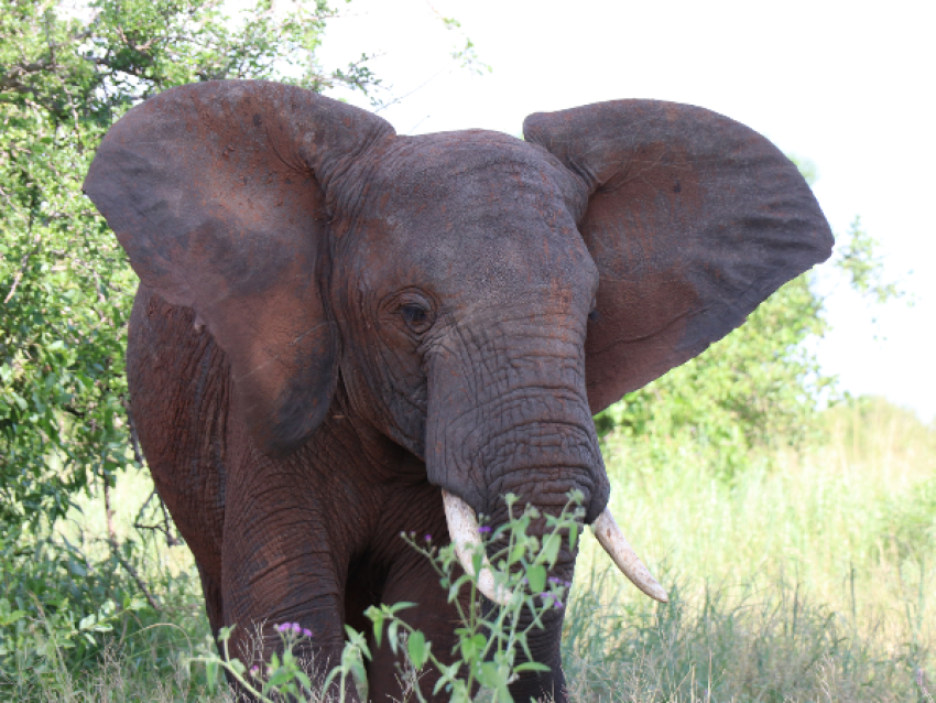 Safaris au Ngorongoro