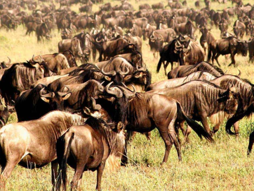 Safari classique au Serengeti