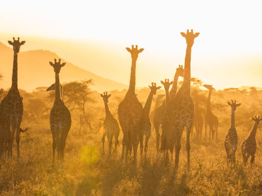 safari de 6 jours en camping dans le nord de la Tanzanie