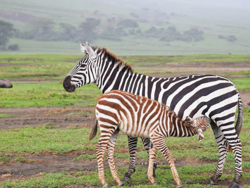 safari de 6 jours en camping dans le nord de la Tanzanie