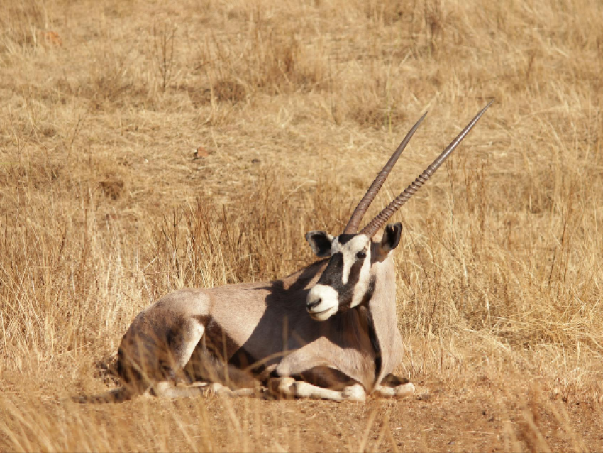 SAFARI GATEWAY LTD