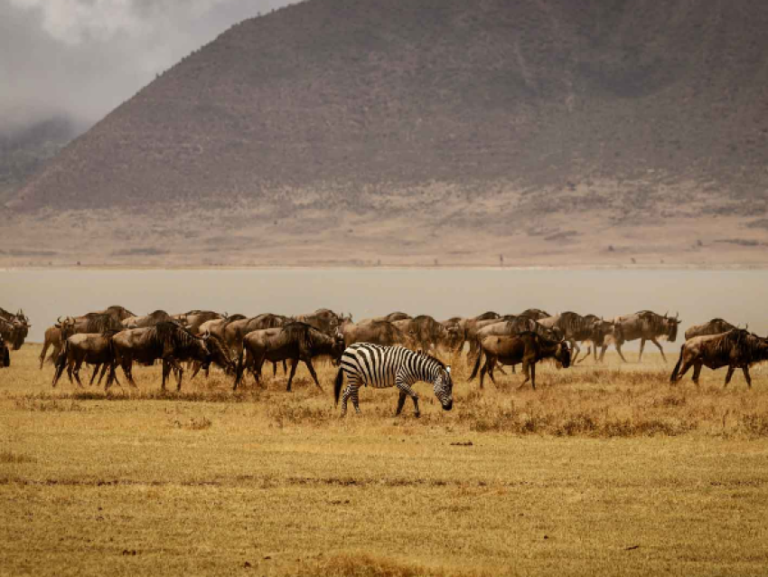 Safari en camping en Tanzanie à Tarangire et Ngorongoro