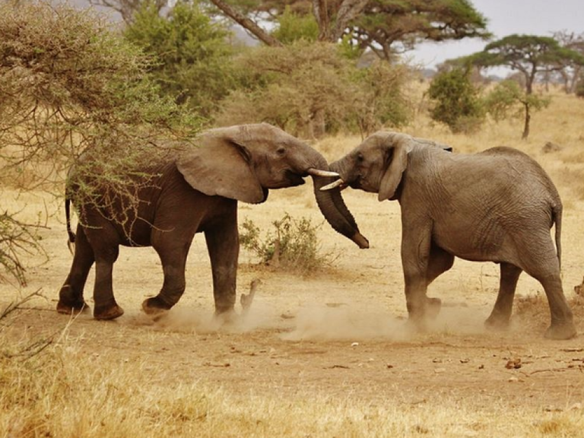 ELEPHANTS