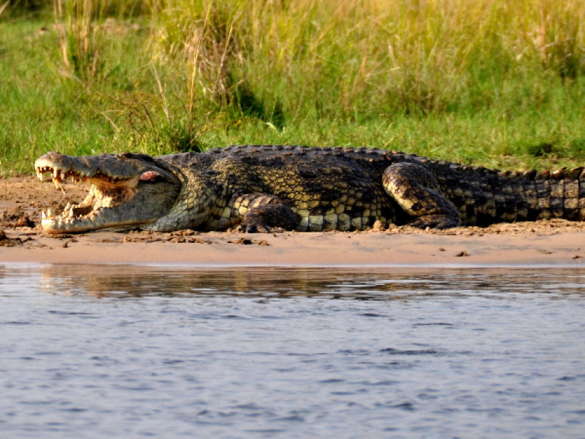 CROCODILE