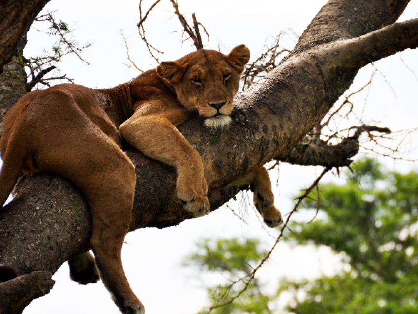 LIONS