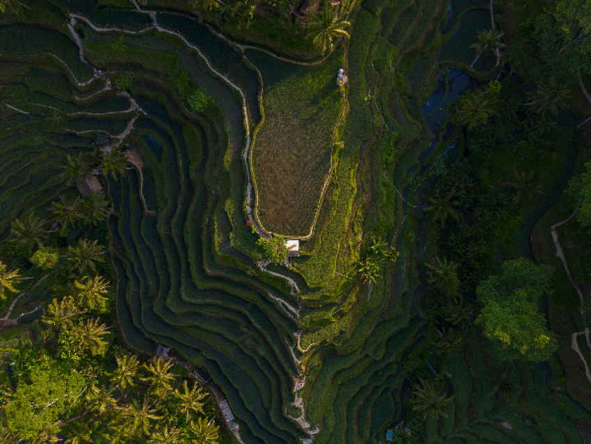 Vue drô,ne des rizières de Tagallalang