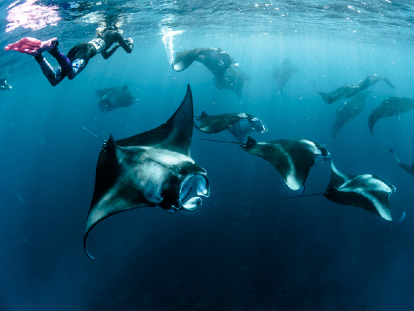 Point Manta