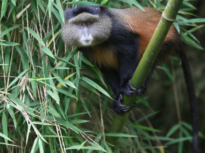 singes dores