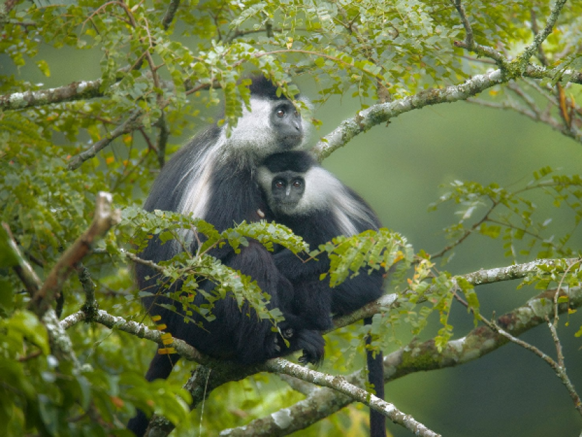 singes colobes