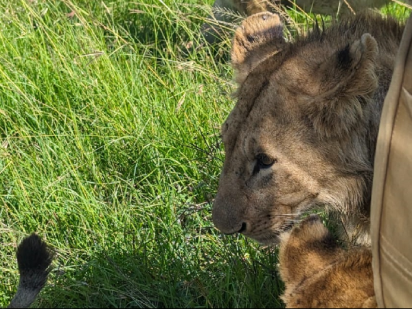 lion