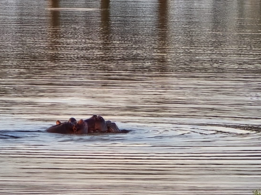 HIPPO