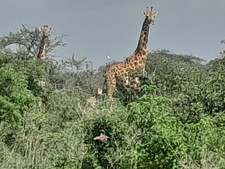 MARA